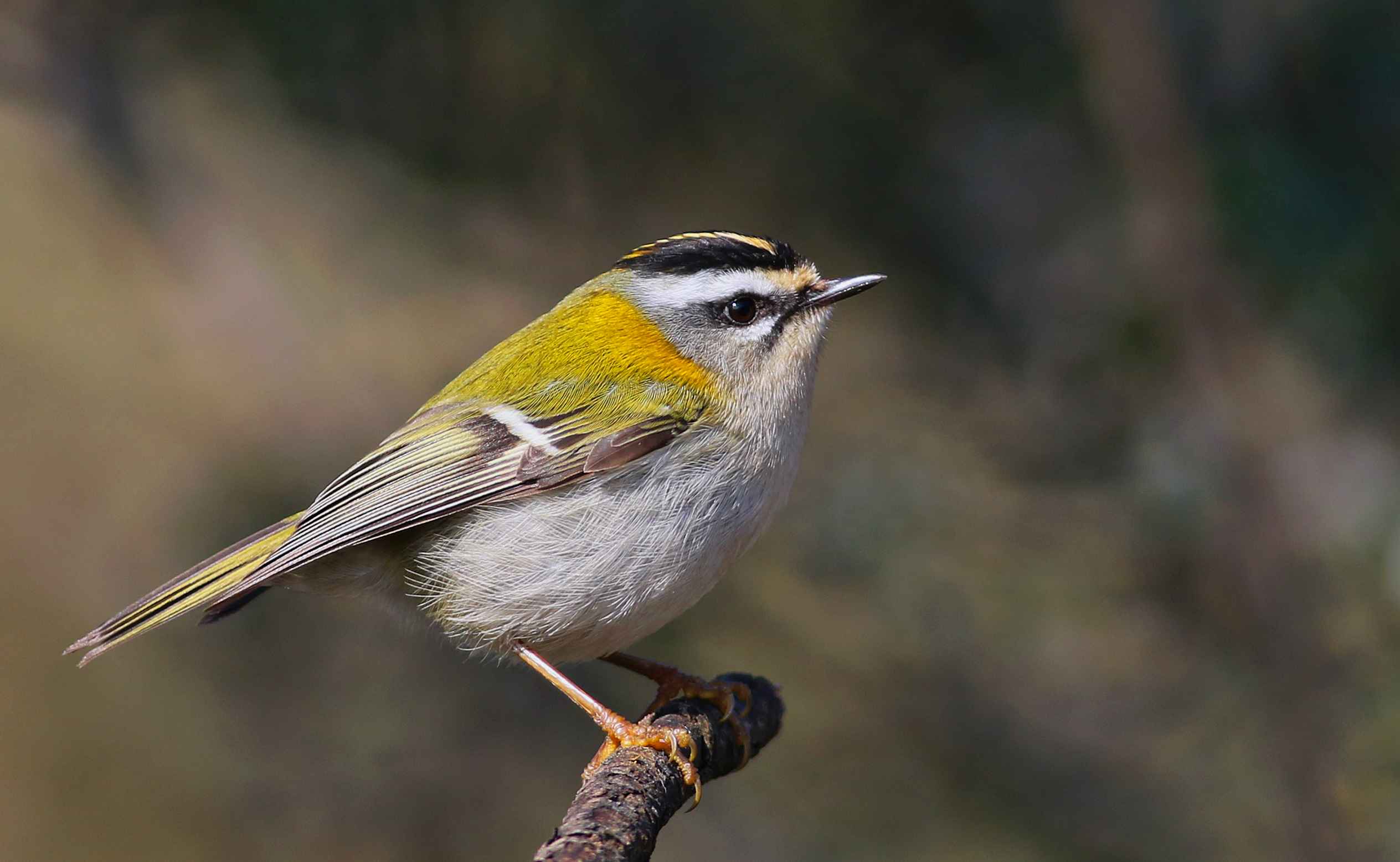 Common Firecrest